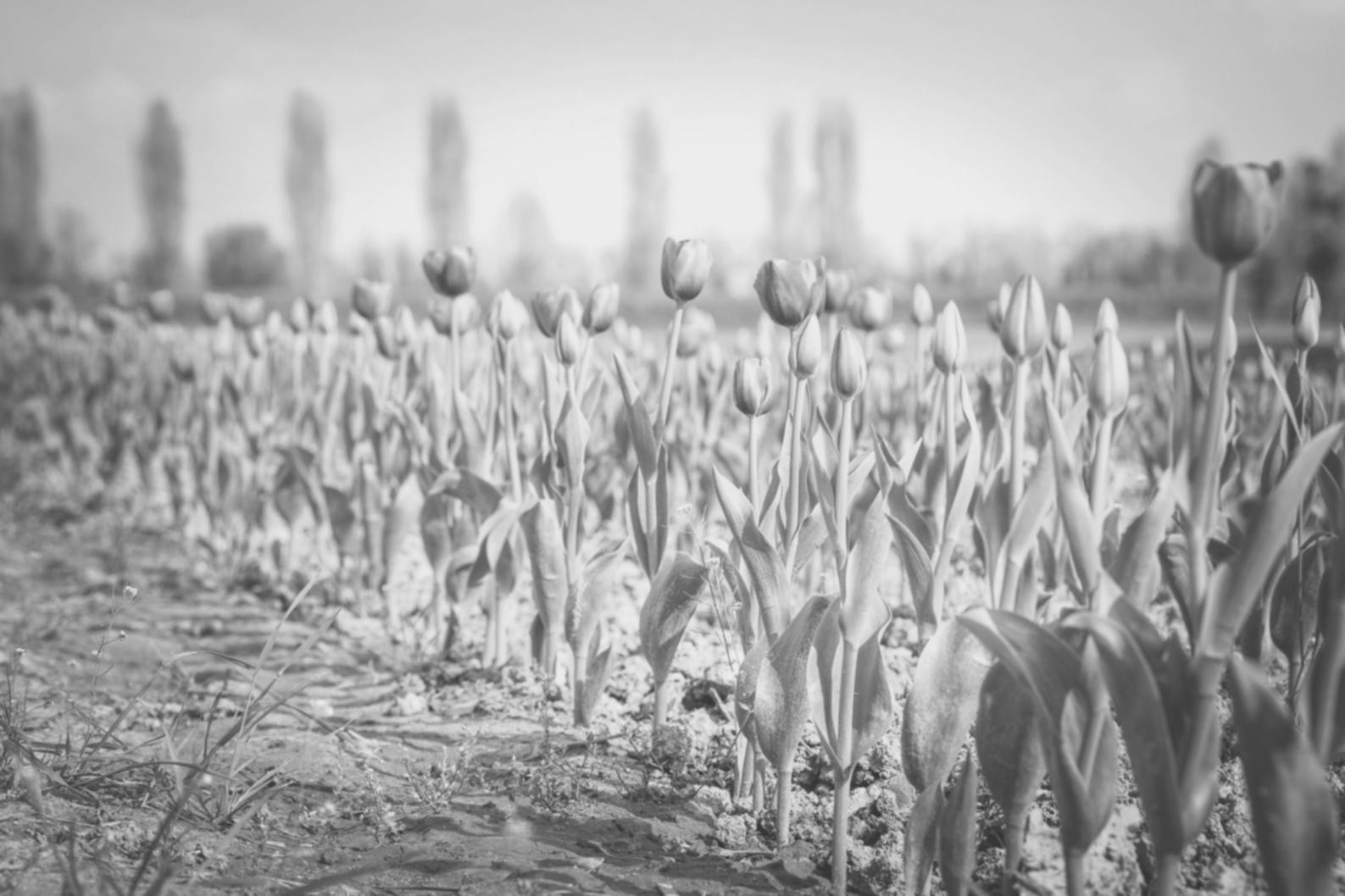 Detailansicht eines kunstvoll gebundenen Blumenstraußes mit natürlicher Komposition